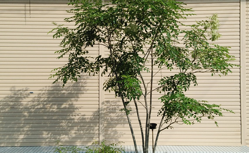 常緑樹 落葉樹 シンボルツリーにおすすめの庭木は メンテナンス方法 造園屋や庭師に依頼する方法も伝授 とちぎの住まいづくり